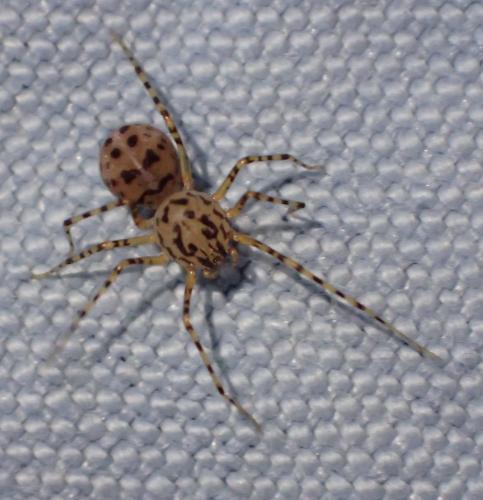 Réf. 253 822 : Scytodes thoracica